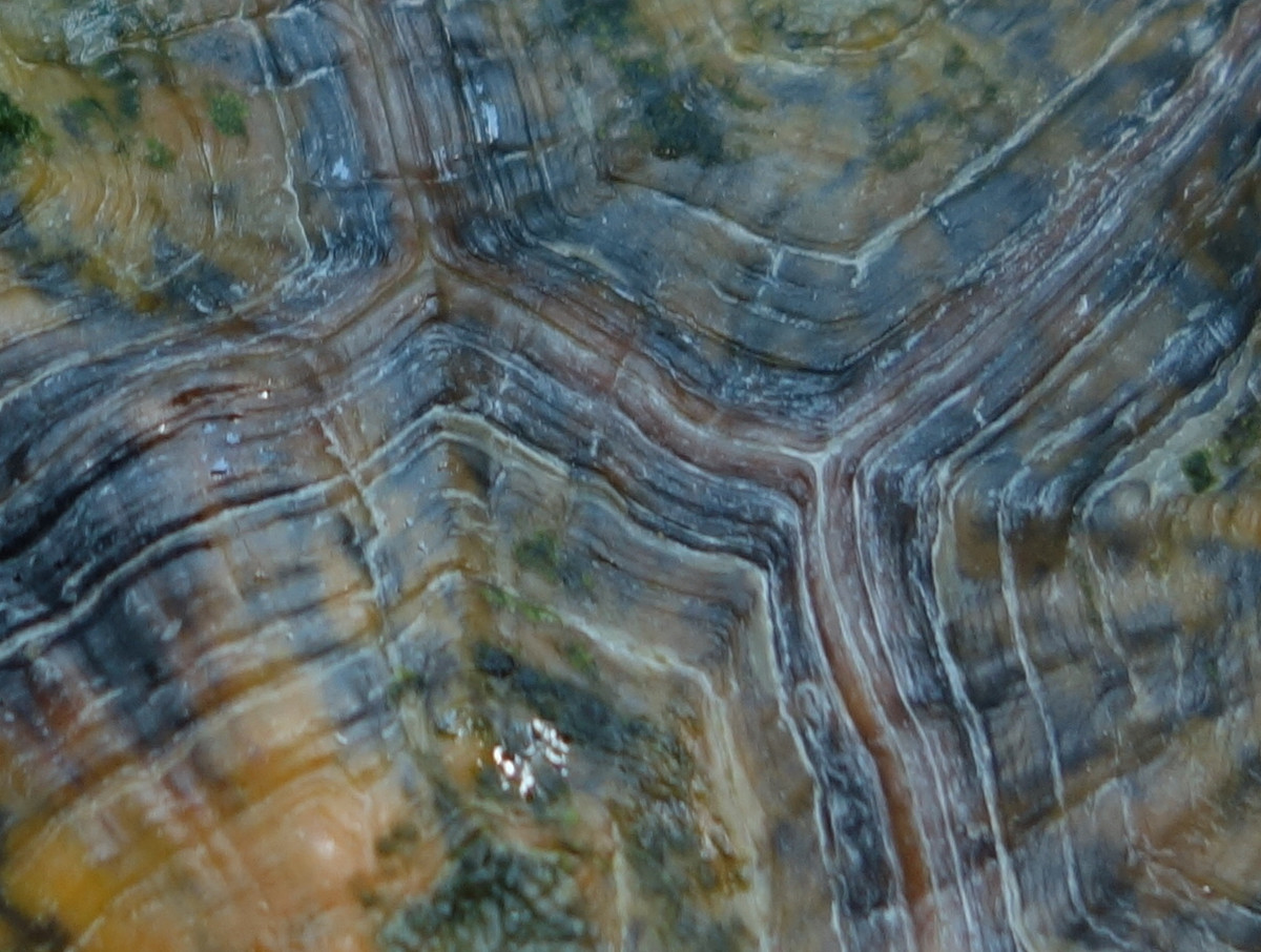 ニホンイシガメ