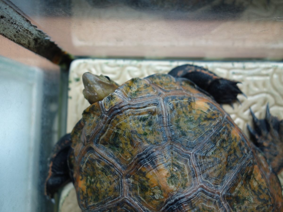 ニホンイシガメ