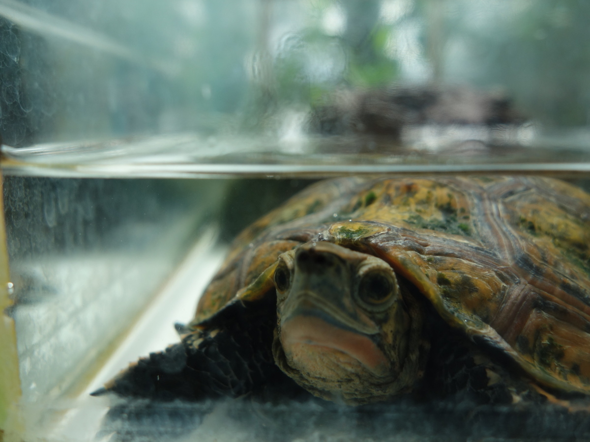 ニホンイシガメ