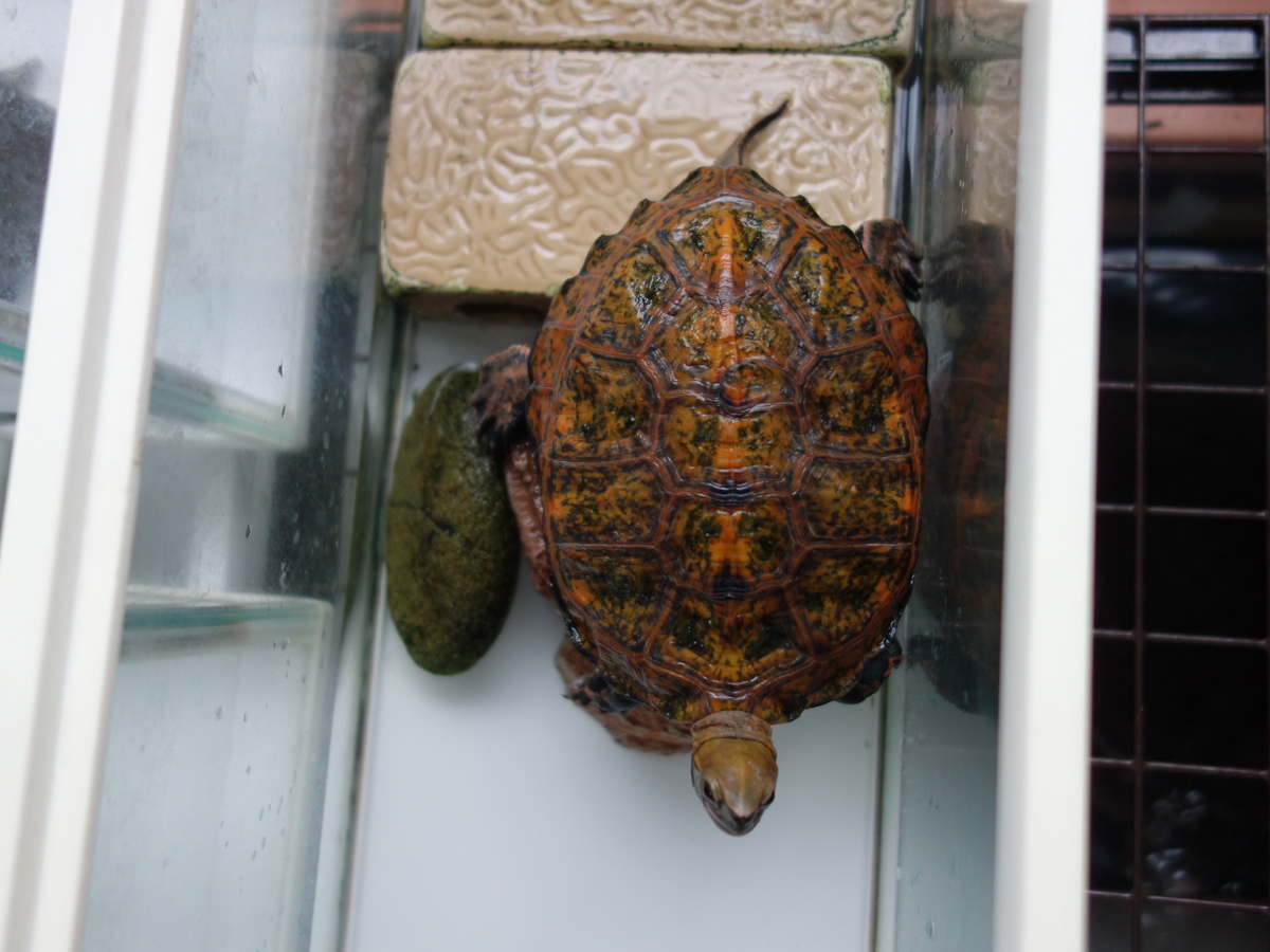 ニホンイシガメ