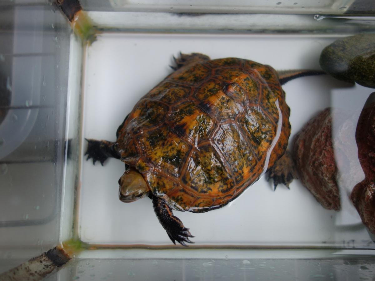 ニホンイシガメ