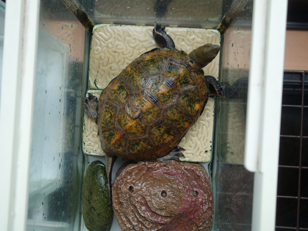 ニホンイシガメ