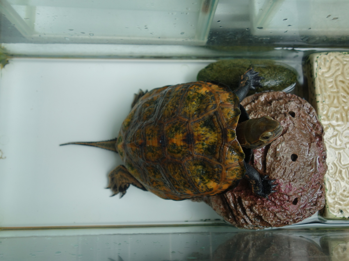 ニホンイシガメ