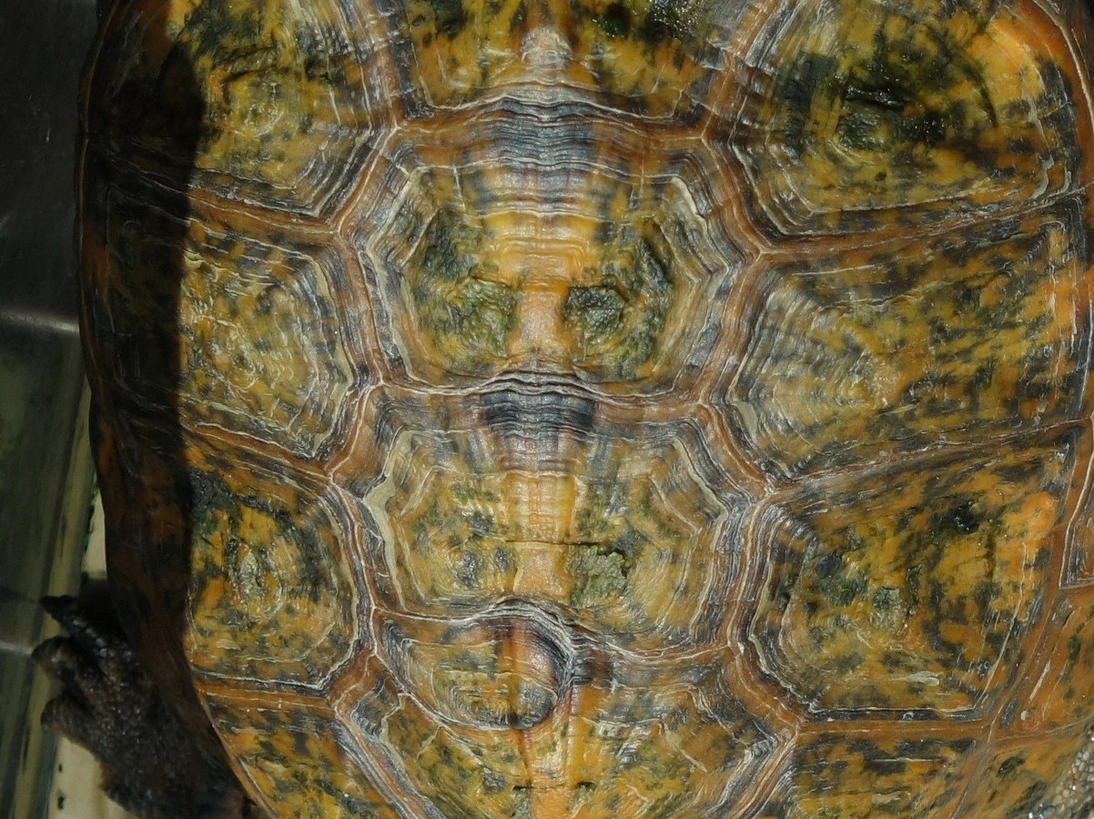 ニホンイシガメ