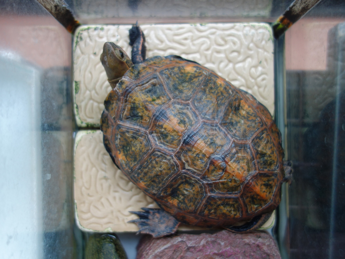 ニホンイシガメ