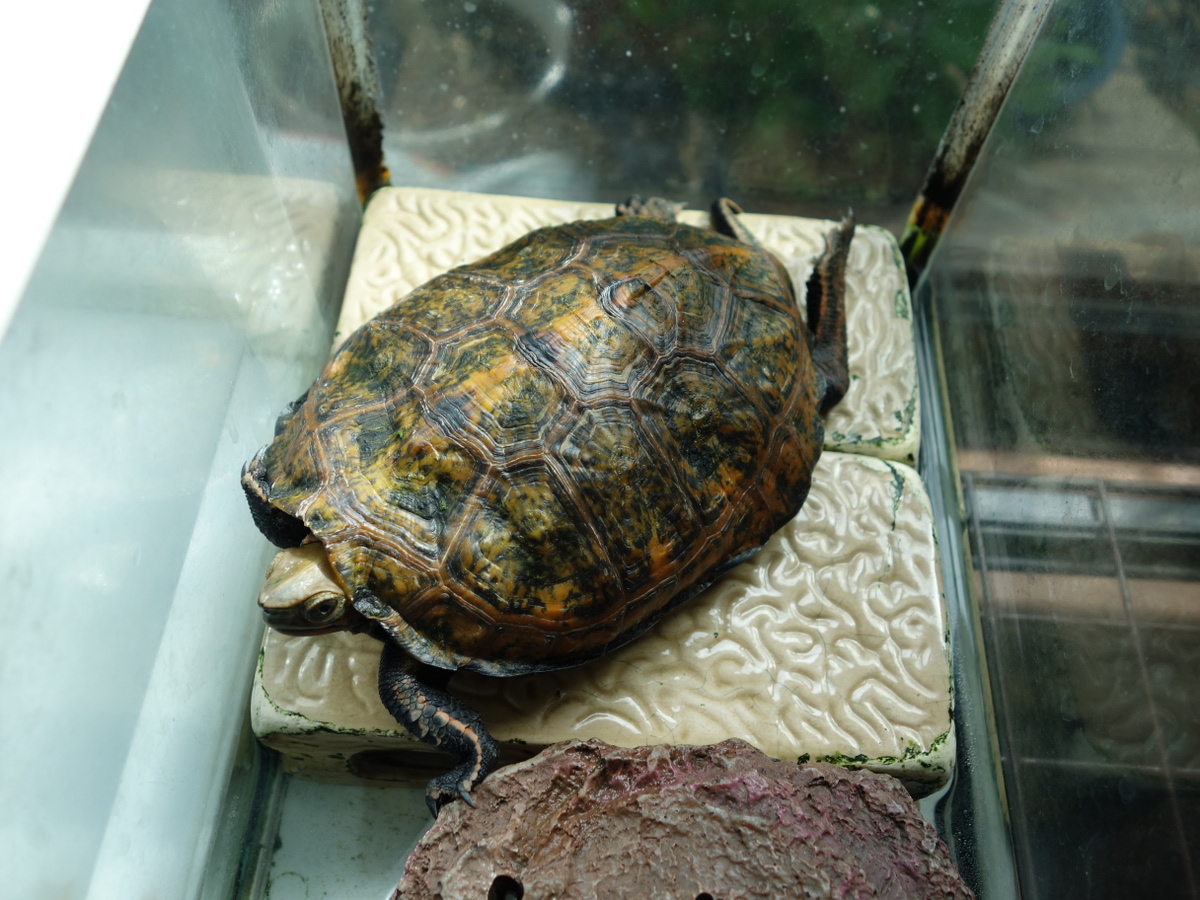 ニホンイシガメ