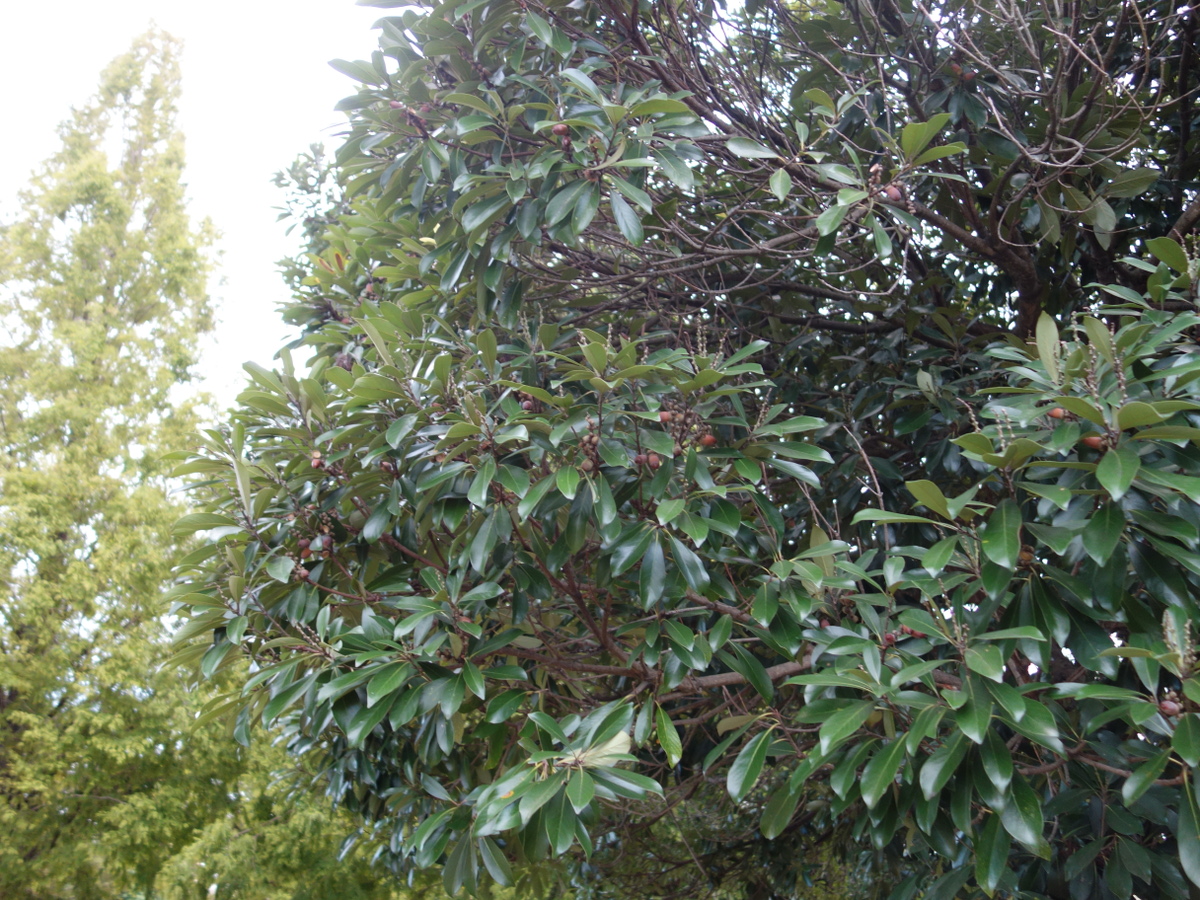 マテバシイ（馬刀葉椎）