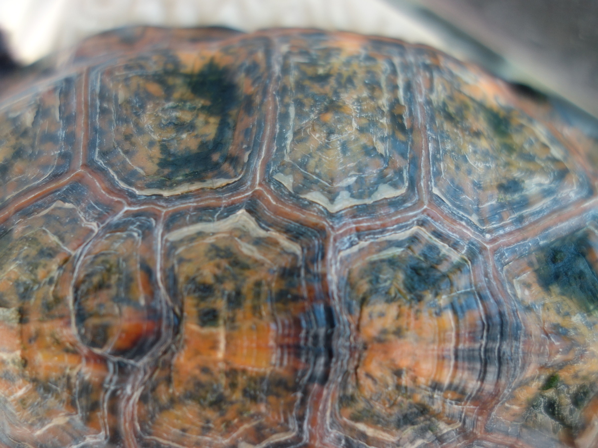 ニホンイシガメ