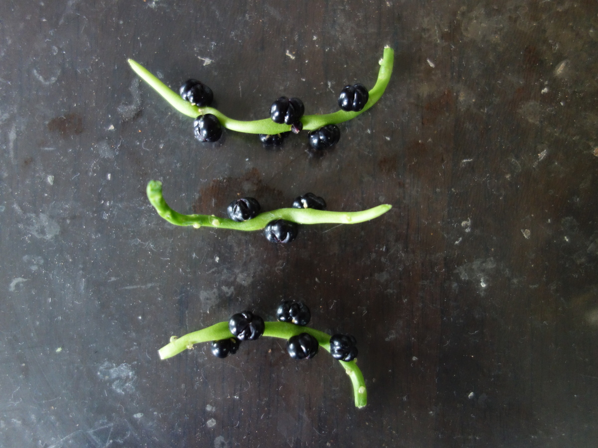 ツルムラサキ緑茎種の黒くなった種