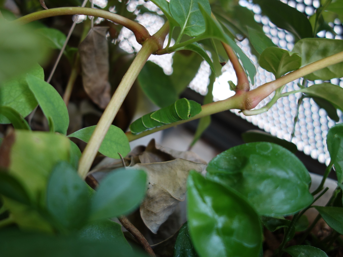 ナミアゲハの幼虫