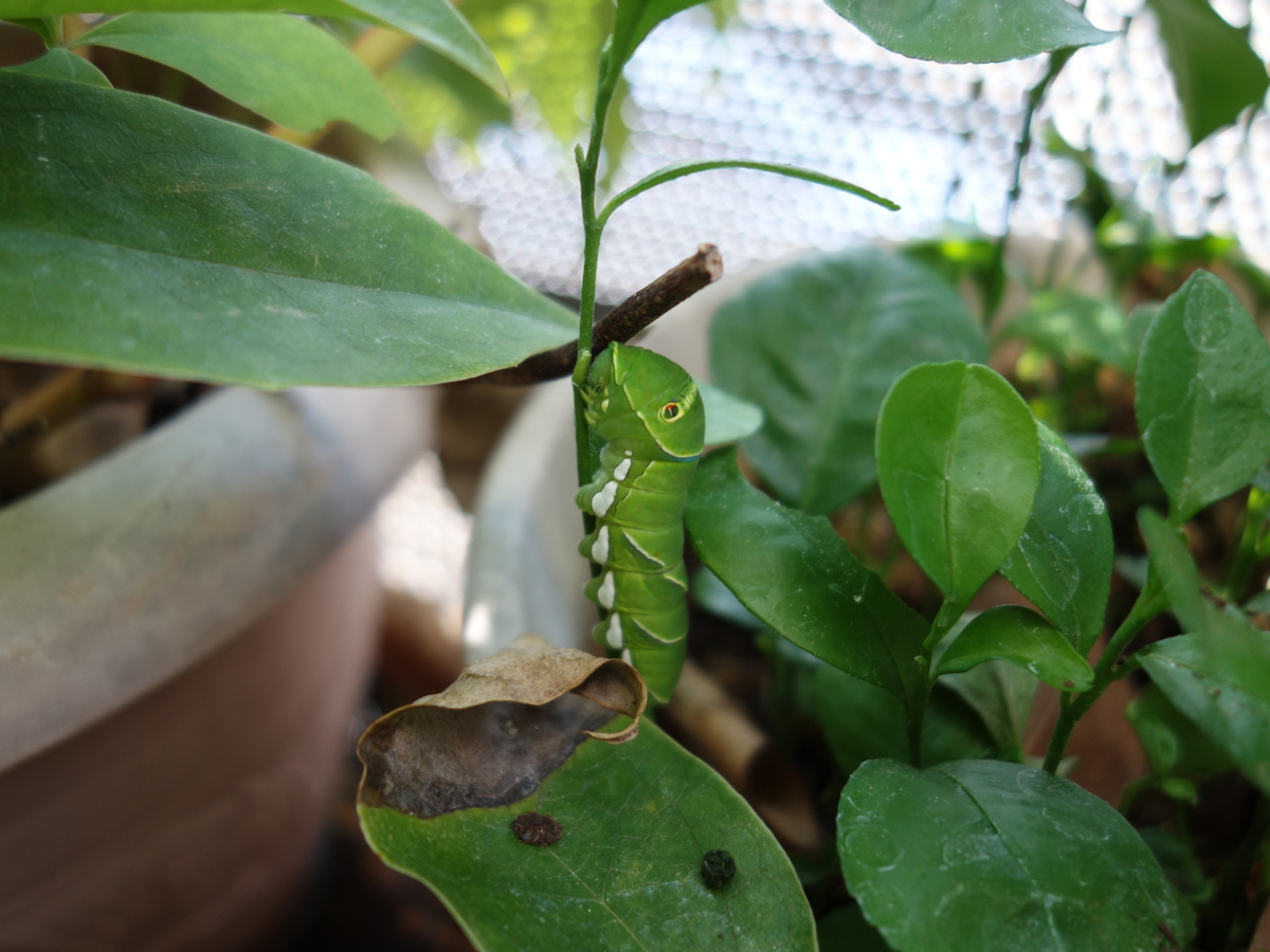 ナミアゲハの幼虫