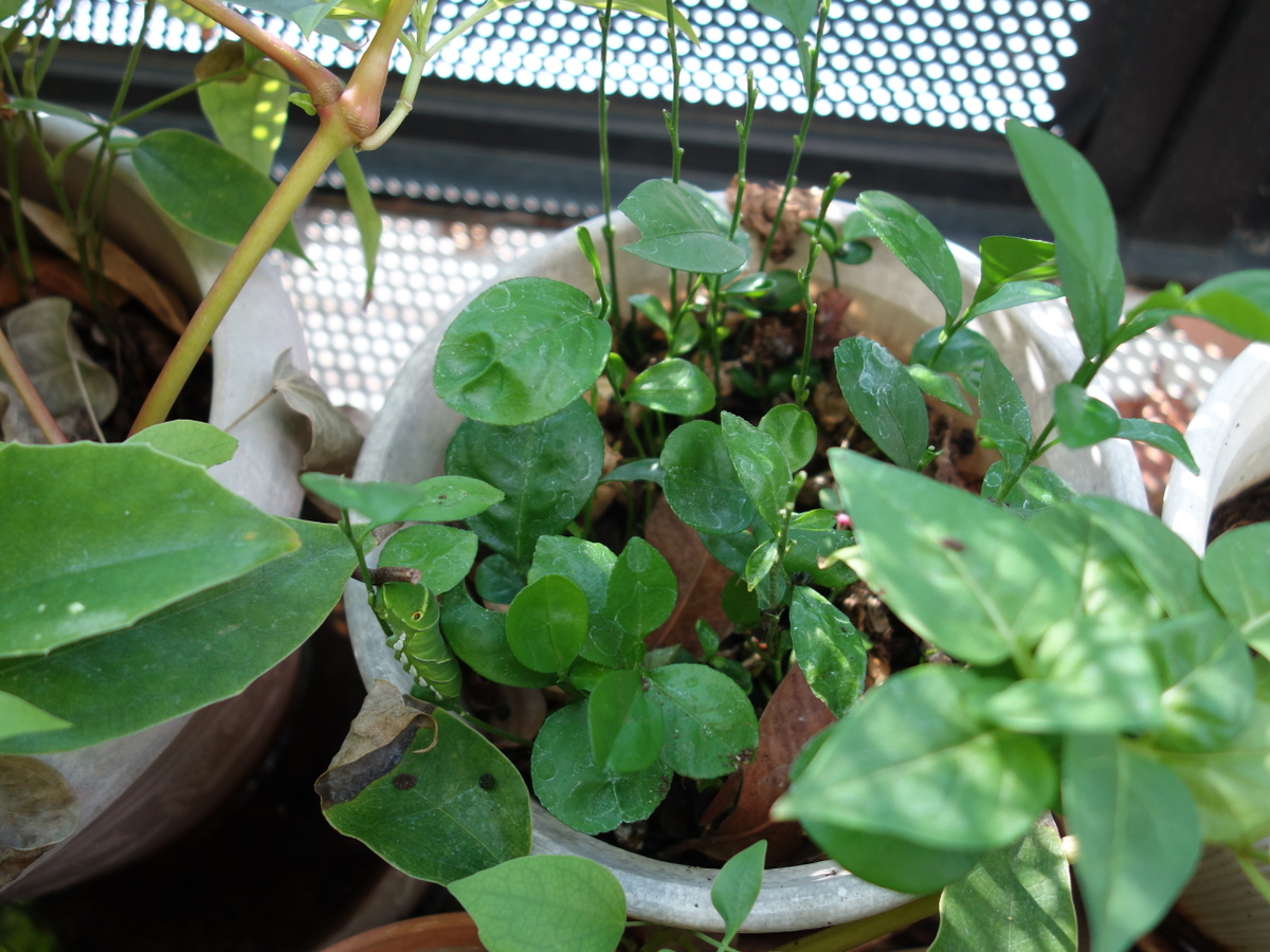 ナミアゲハの幼虫