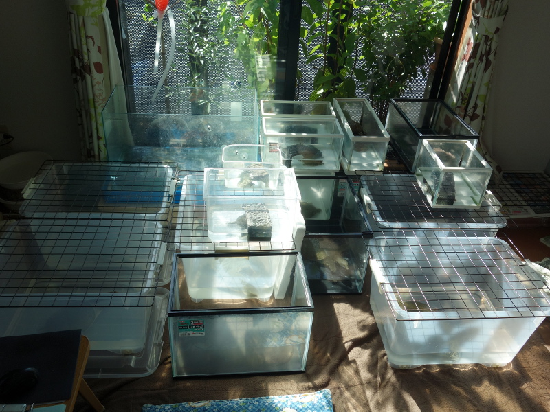 スッポンとニホンイシガメの飼育容器