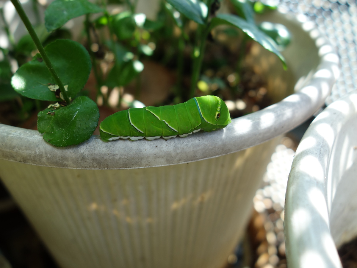 ナミアゲハの幼虫