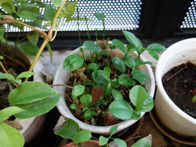 パール柑の実生の鉢