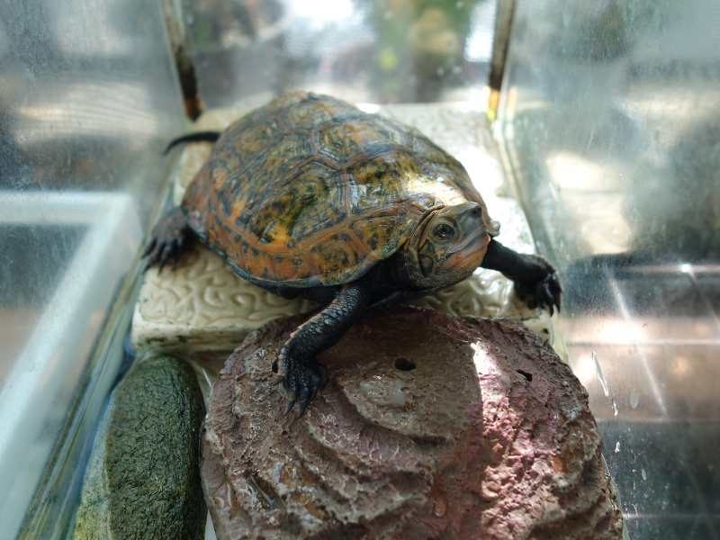 ニホンイシガメ