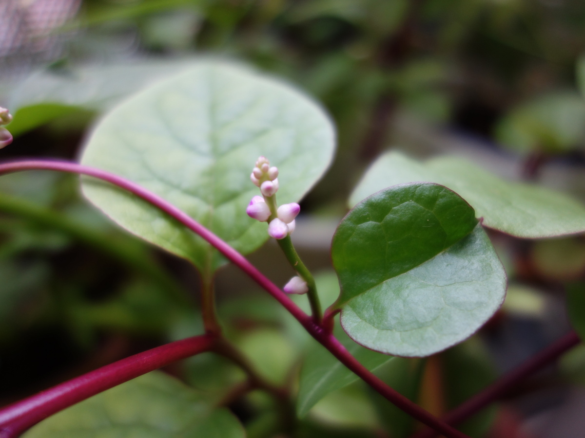 ツルムラサキ赤茎種