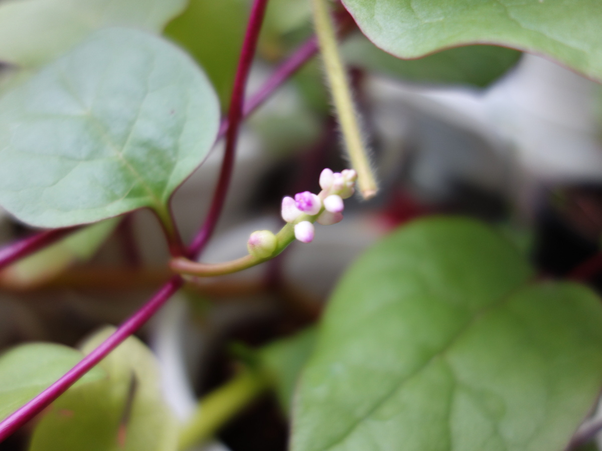 ツルムラサキ赤茎種