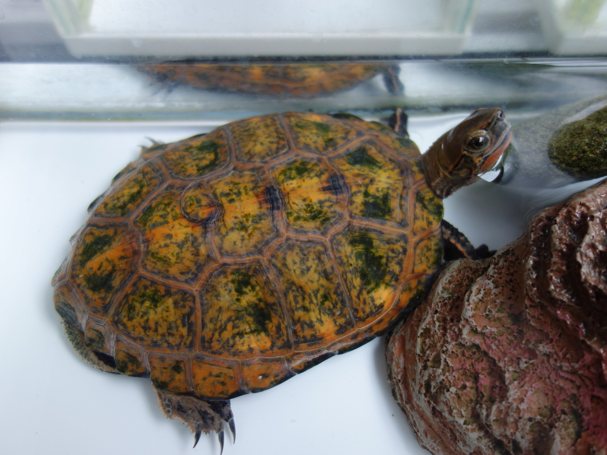 ニホンイシガメ