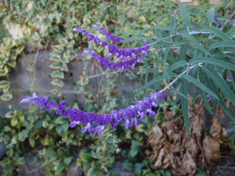 アメジストセージ（サルビア・レウカンサ）