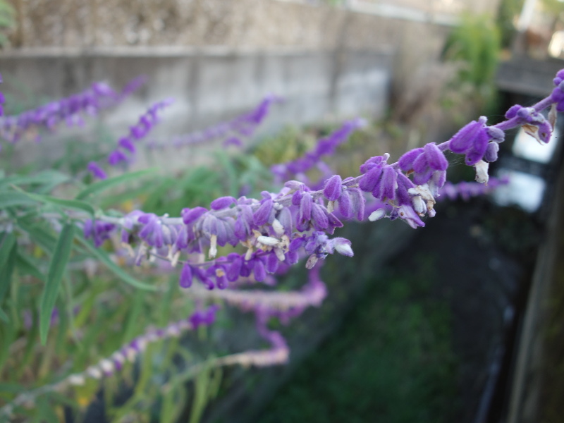 アメジストセージ（サルビア・レウカンサ）