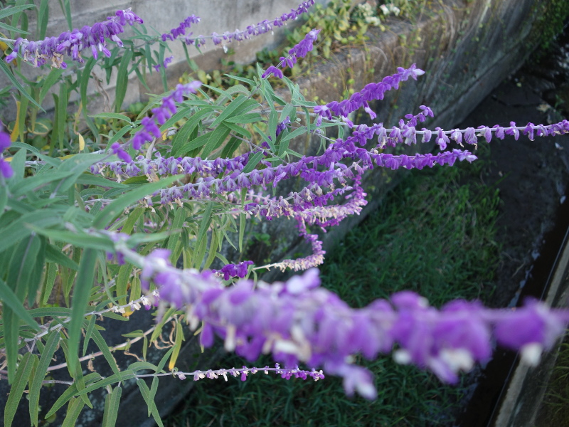 アメジストセージ（サルビア・レウカンサ）