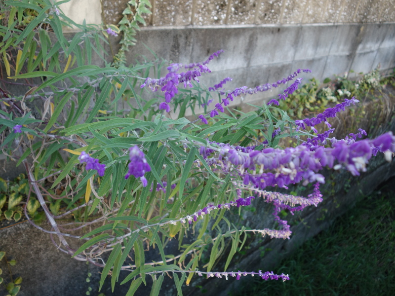 アメジストセージ（サルビア・レウカンサ）