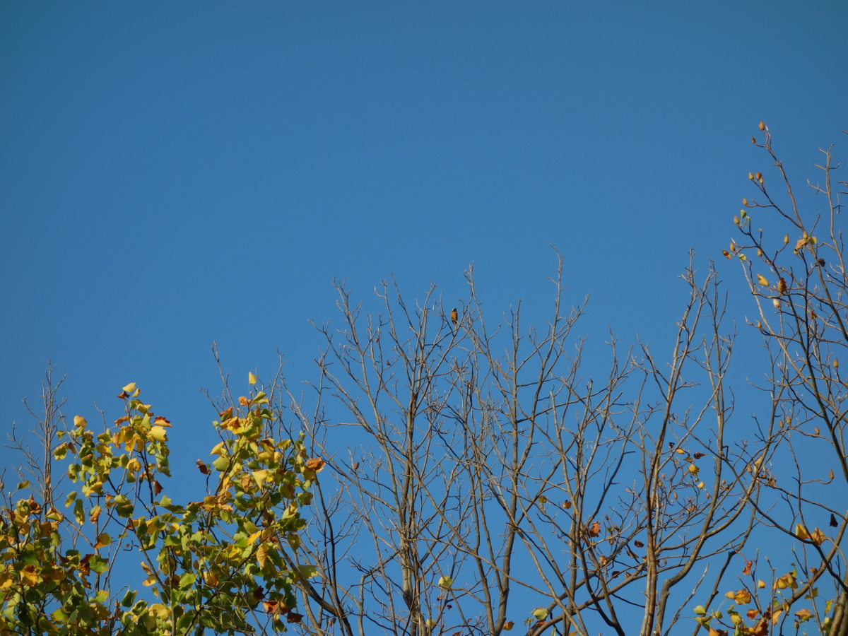 オスのジョウビタキ