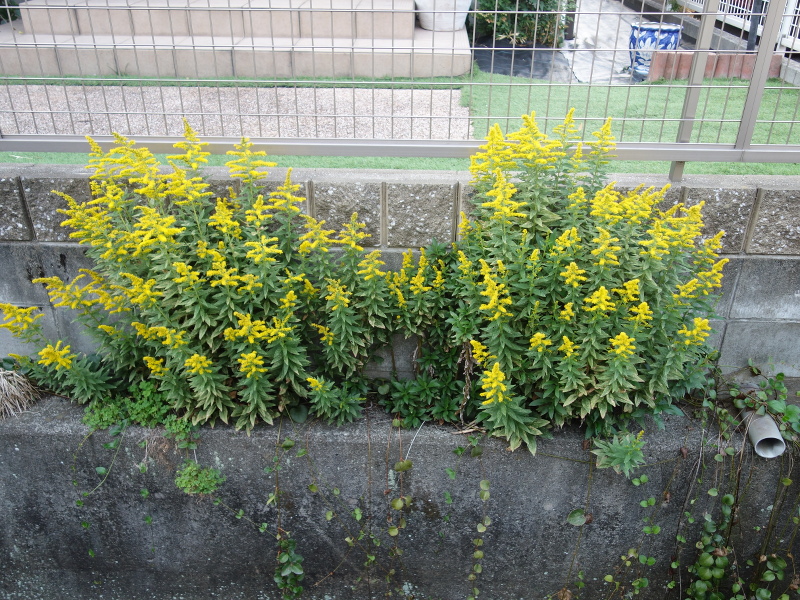 セイタカアワダチソウ