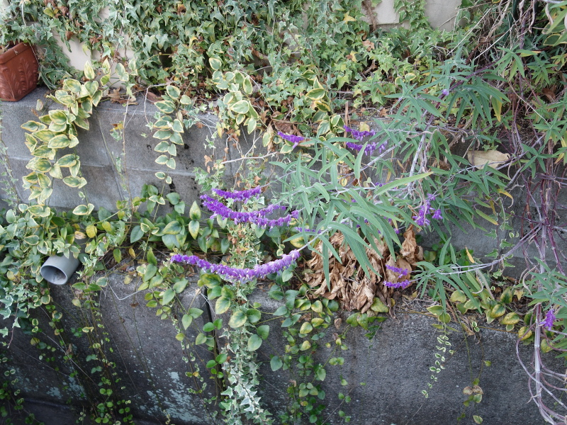 アメジストセージ（サルビア・レウカンサ）