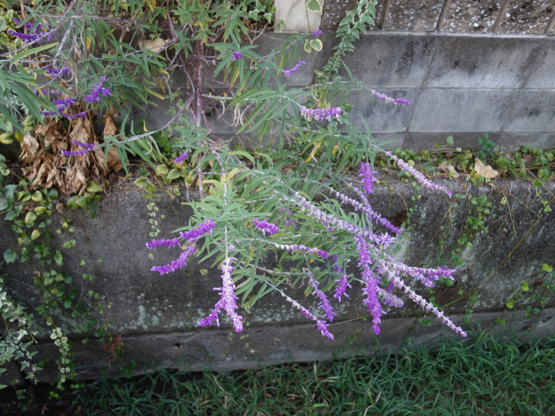 アメジストセージ（サルビア・レウカンサ）