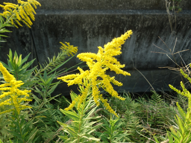 セイタカアワダチソウ