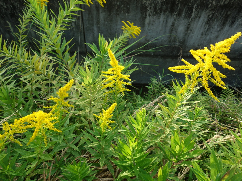 セイタカアワダチソウ