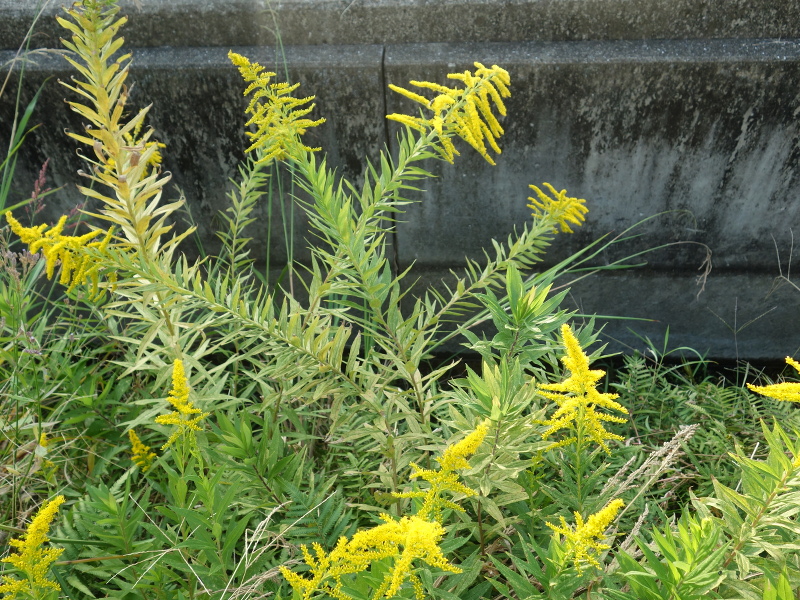 セイタカアワダチソウ