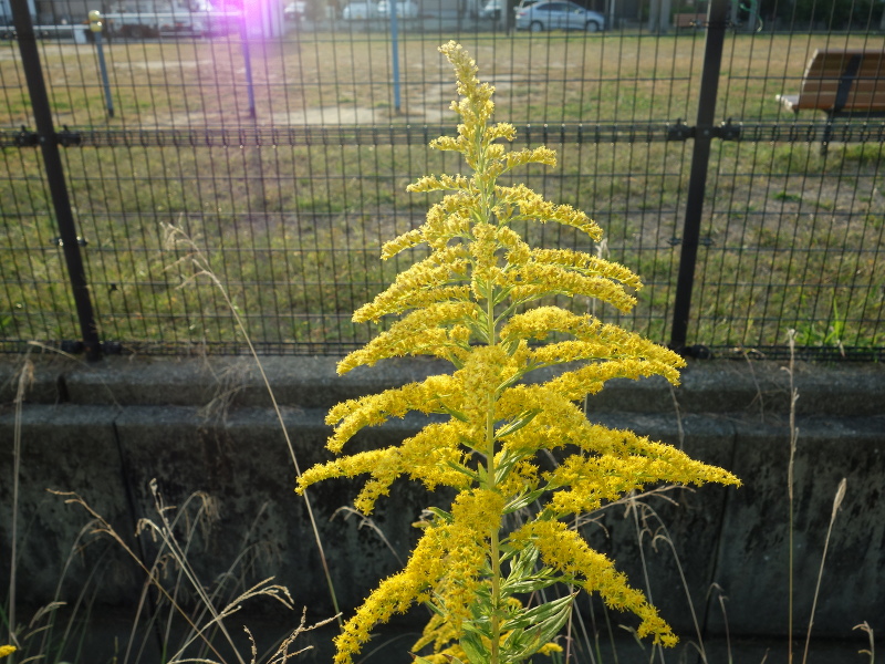 セイタカアワダチソウ