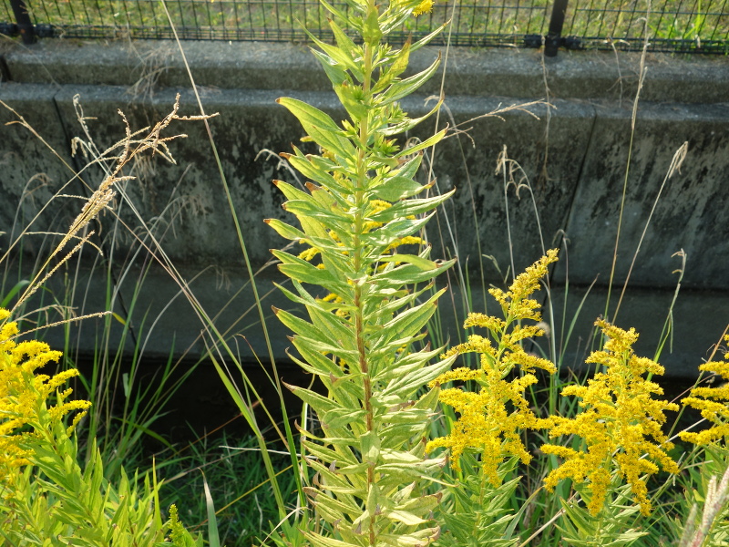 セイタカアワダチソウ