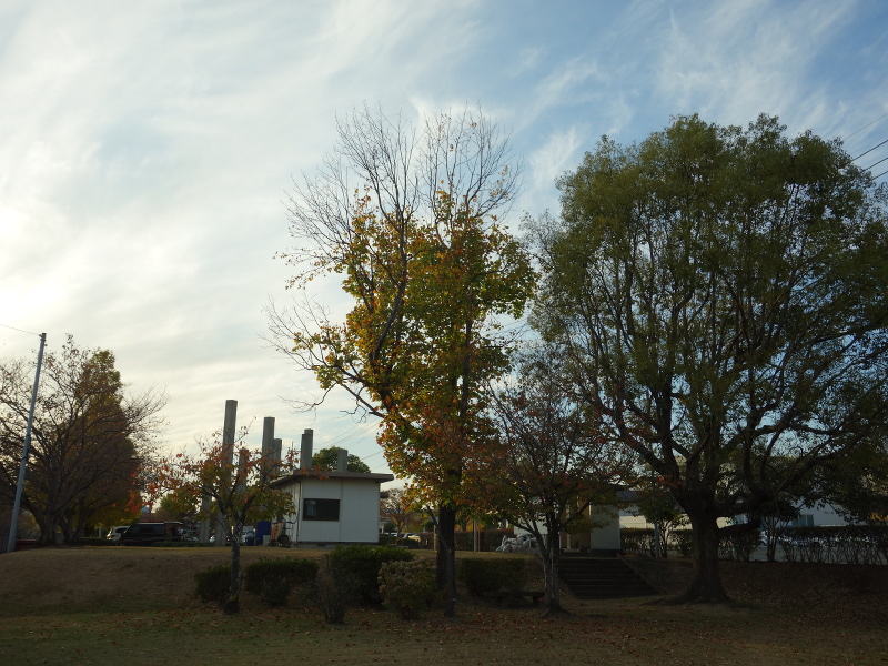 ユリノキ（百合の木、百合木）