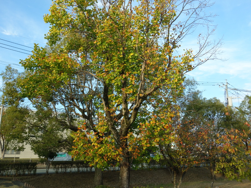 ユリノキ（百合の木、百合木）