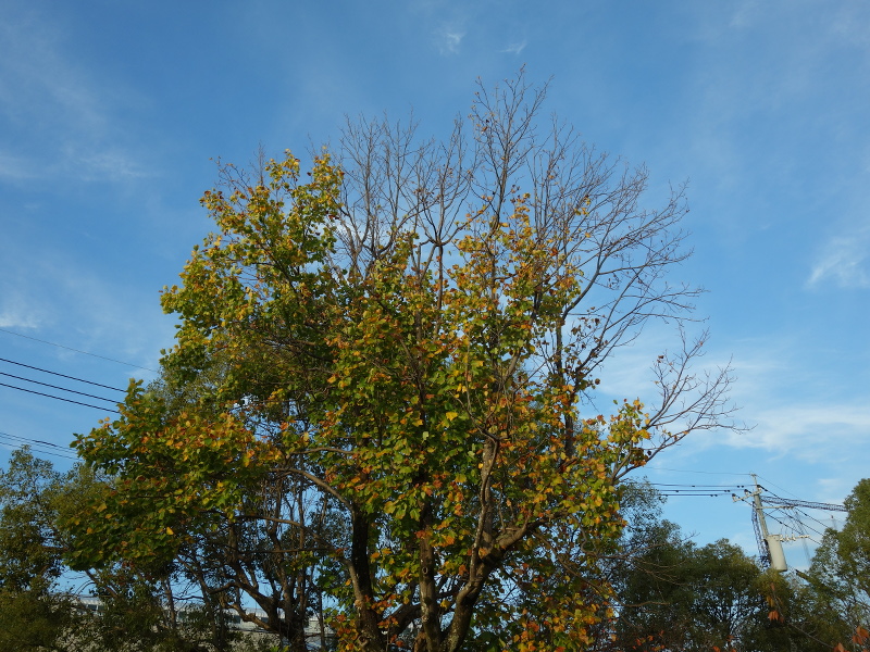 ユリノキ（百合の木、百合木）