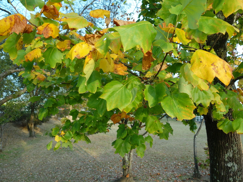 ユリノキ（百合の木、百合木）
