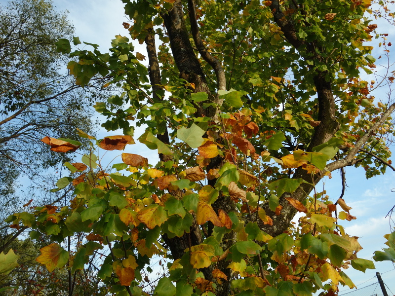 ユリノキ（百合の木、百合木）