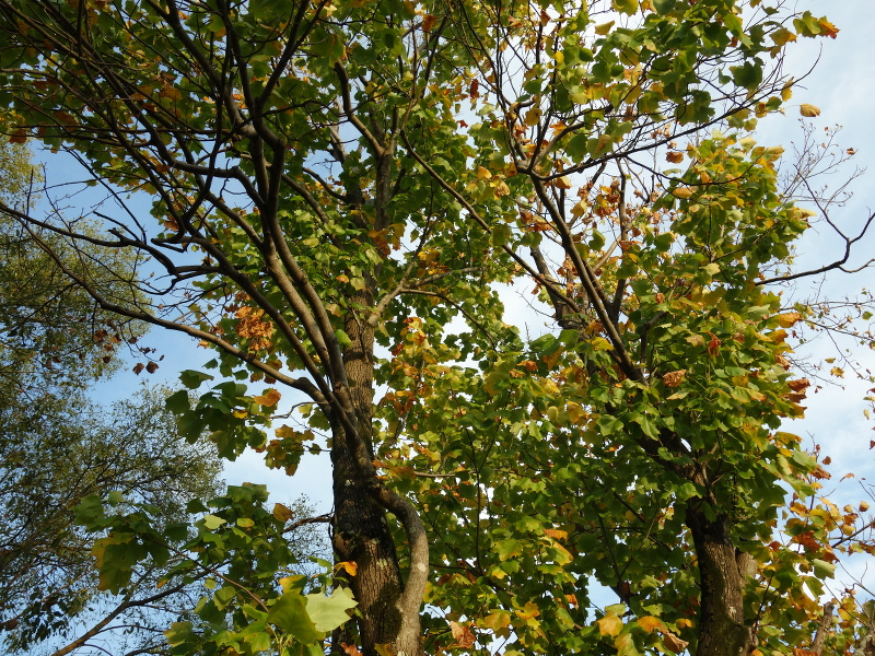 ユリノキ（百合の木、百合木）