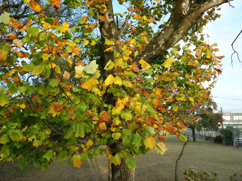 ユリノキ（百合の木、百合木）