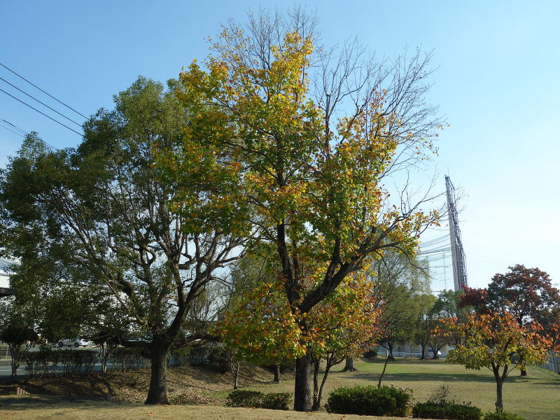 ユリノキ（百合の木、百合木）