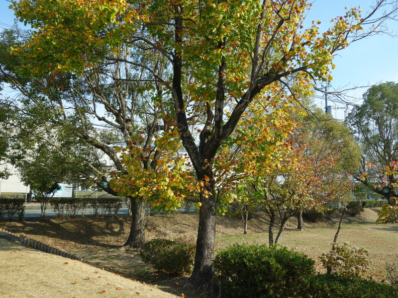 ユリノキ（百合の木、百合木）