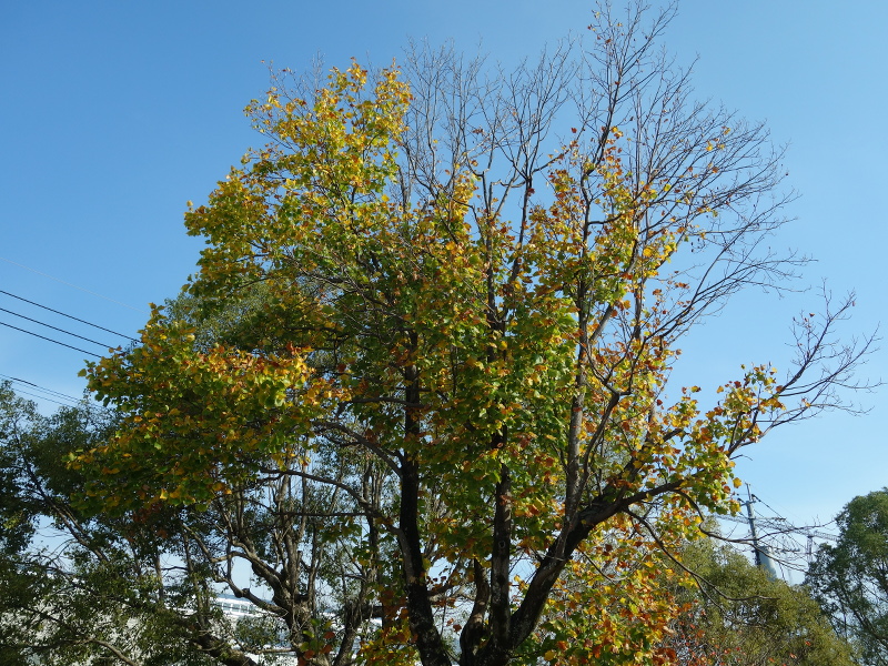 ユリノキ（百合の木、百合木）