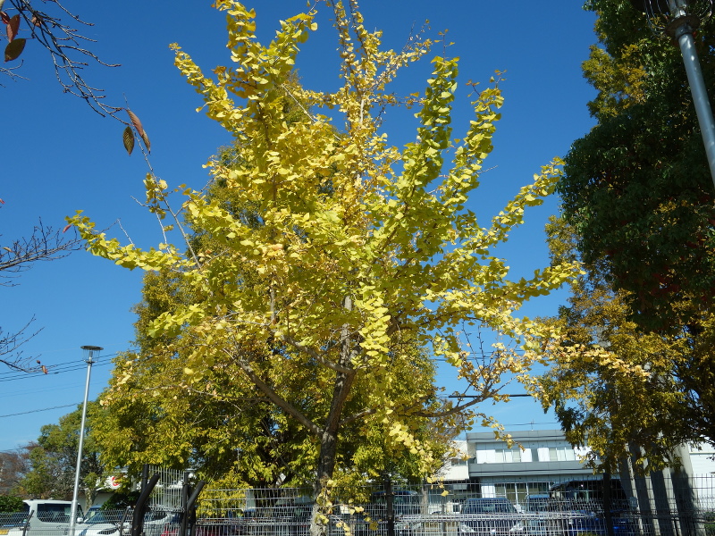 イチョウ（銀杏）