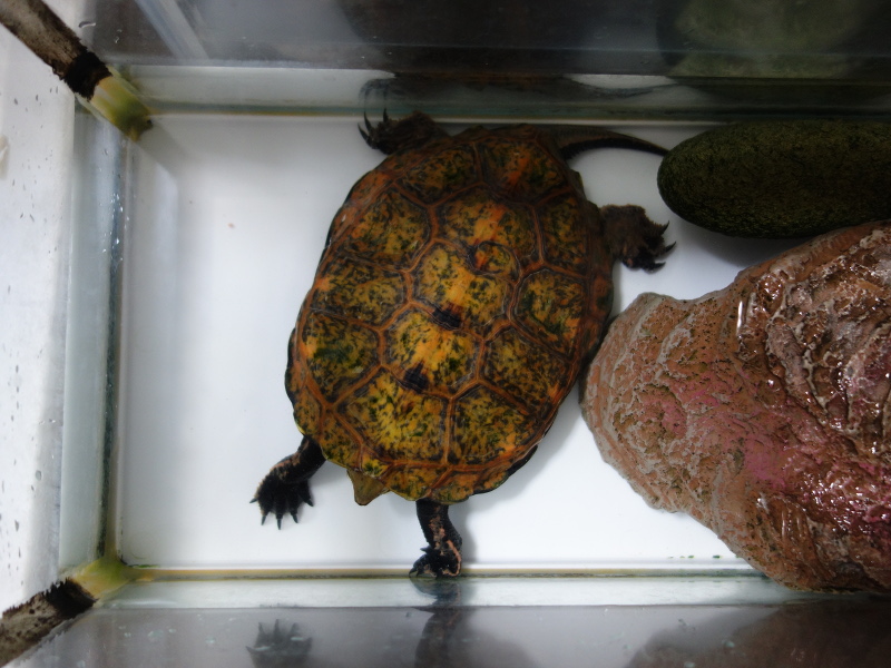 ニホンイシガメ