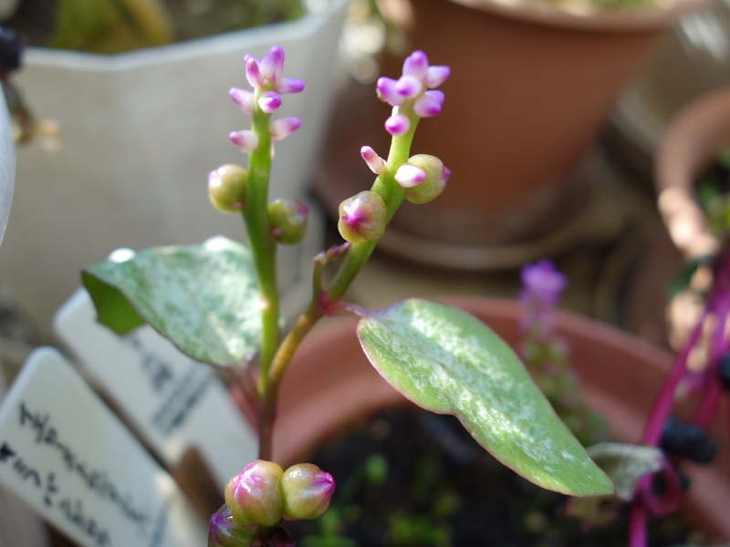 ツルムラサキ赤茎種の種