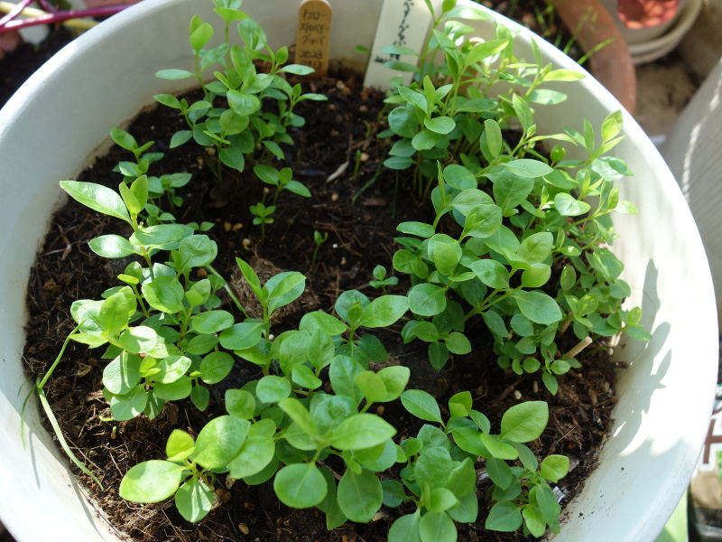 イエローストロベリーグァバの実生